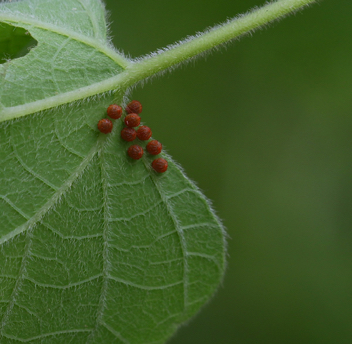 Pipevine Swallowtail - eggs